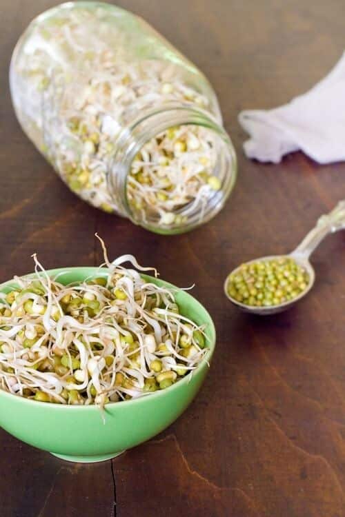 How to grow bean sprouts: mung bean sprouts in a jar