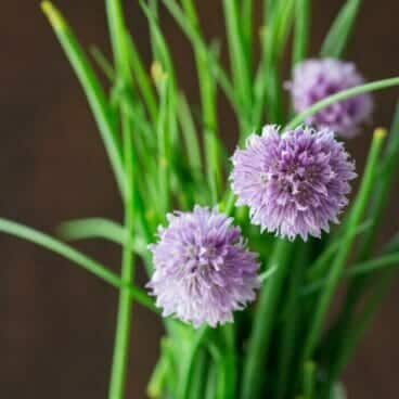 Chives
