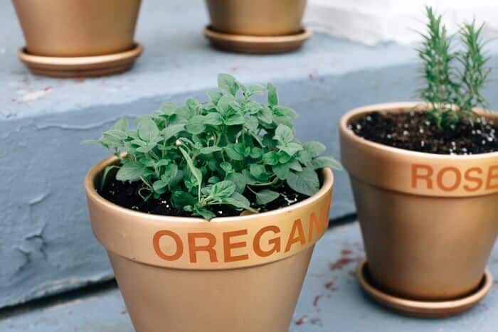How to Grow Herbs | Fancy Foods Show