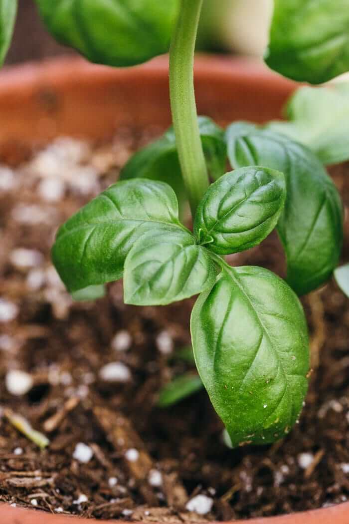 Basil plant