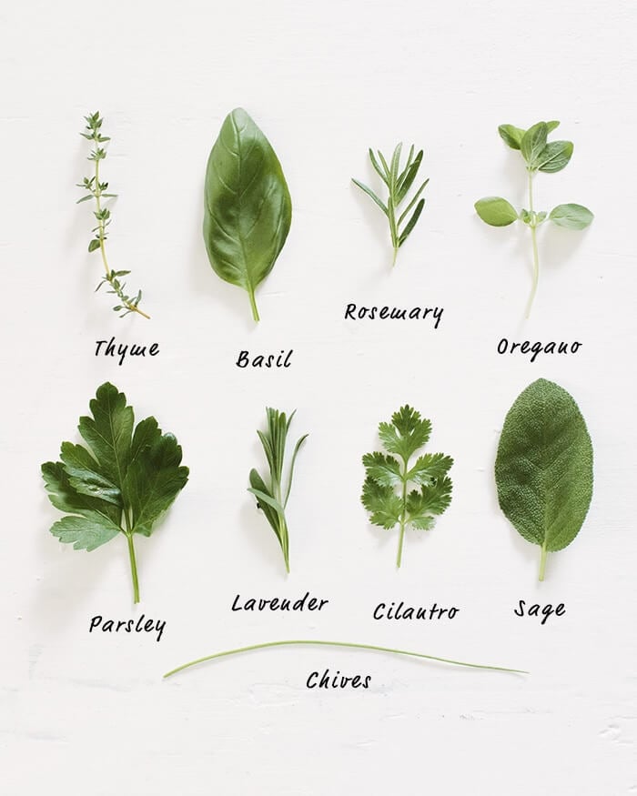 How to Grow Herbs | Fancy Foods Show