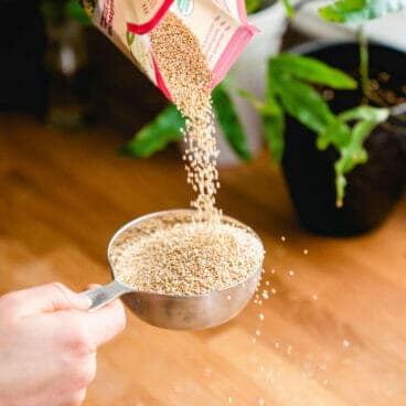 Quinoa to water ratio