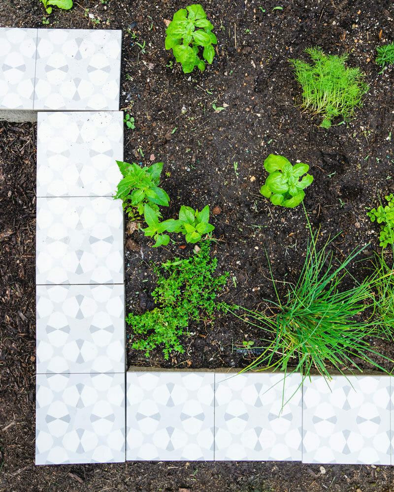 How to grow dill