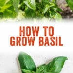 How to Grow Basil