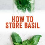 How to Store Fresh Basil