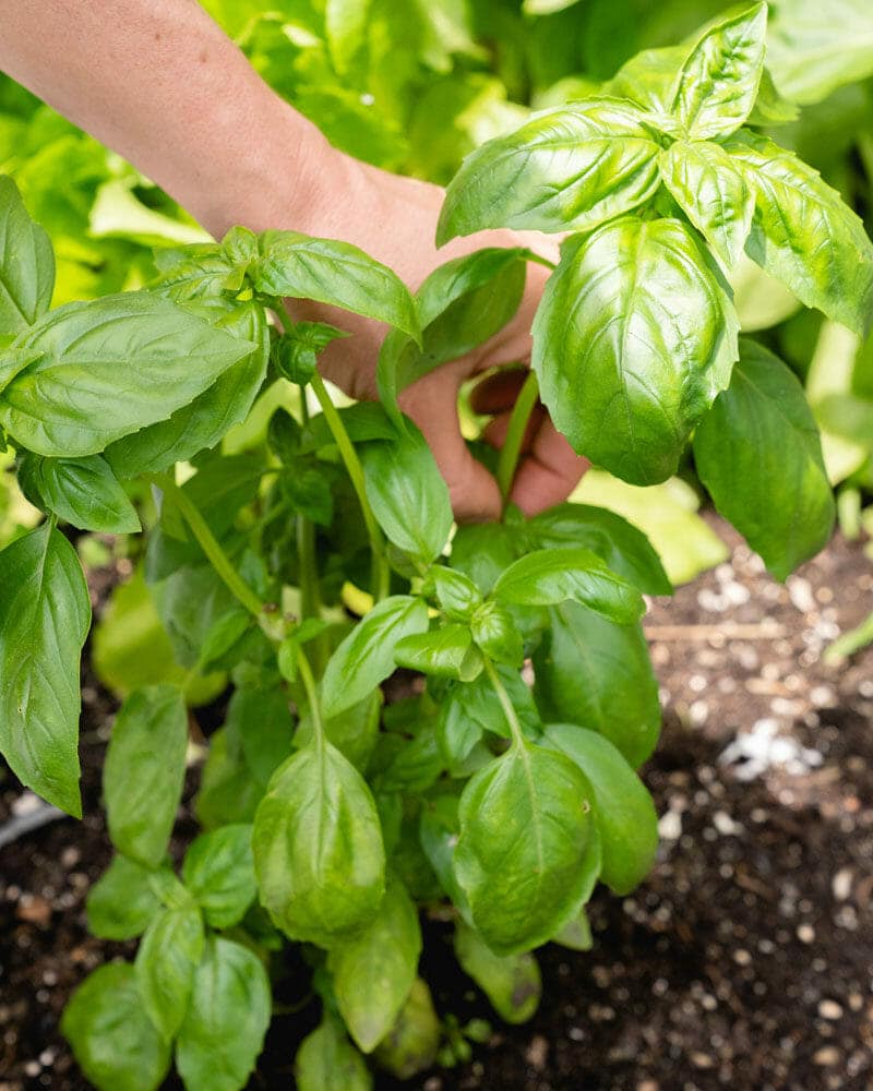 How to harvest basil