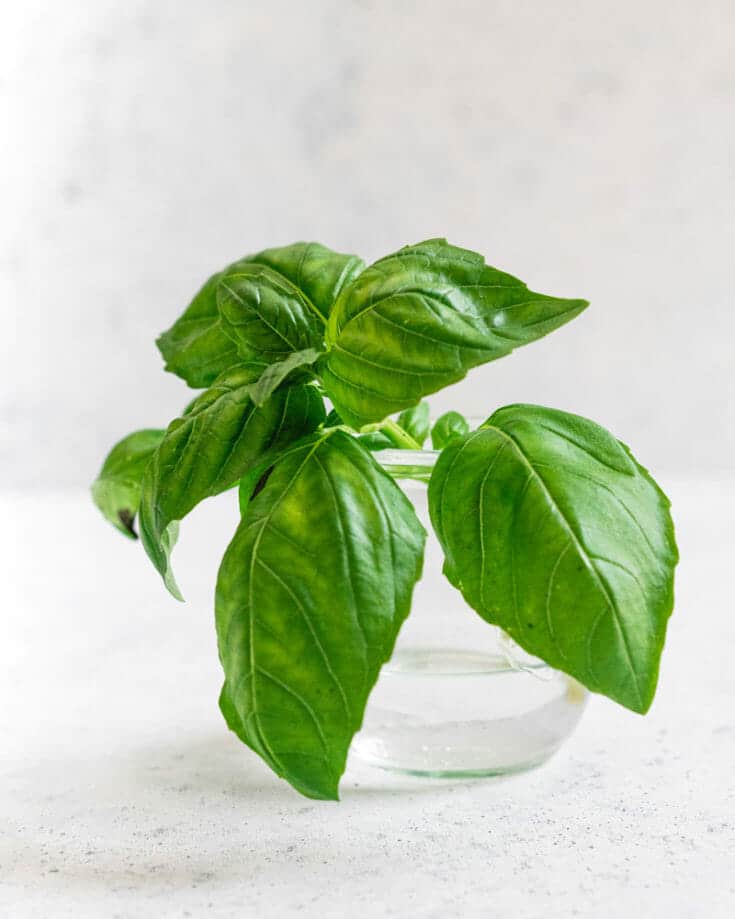 How to grow basil