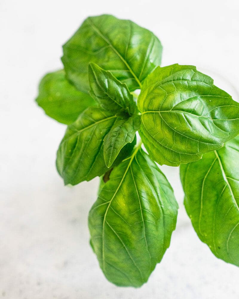 How to grow basil